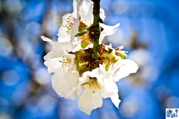 Almond flower